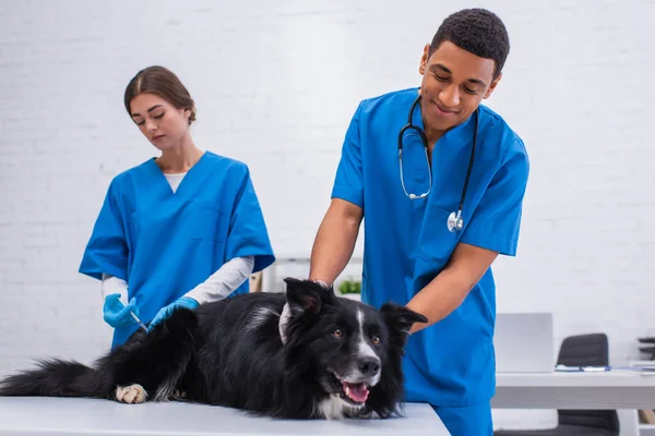 Médico americano africano positivo que acaricia o collie da borda perto do colega com seringa na clínica veterinária — Fotografia de Stock