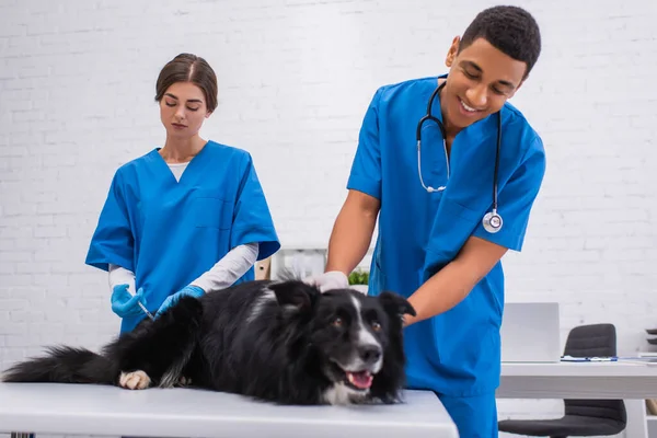 Veterinarian doing vaccination of border collie near smiling african american colleague in uniform in clinic — Fotografia de Stock