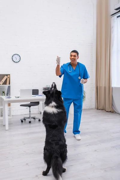 Positive african american veterinarian in latex gloves playing with border collie in clinic — Stock Photo