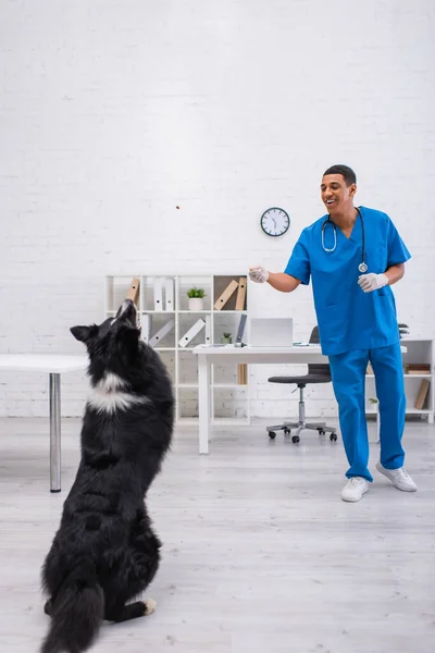 Happy african american veterinarian playing with border collie in clinic — Stock Photo