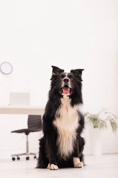 Vista a basso angolo di bordo collie seduto in clinica veterinaria — Foto stock