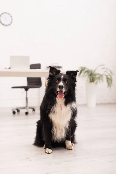 Border collie dog looking at camera in vet clinic — Stock Photo