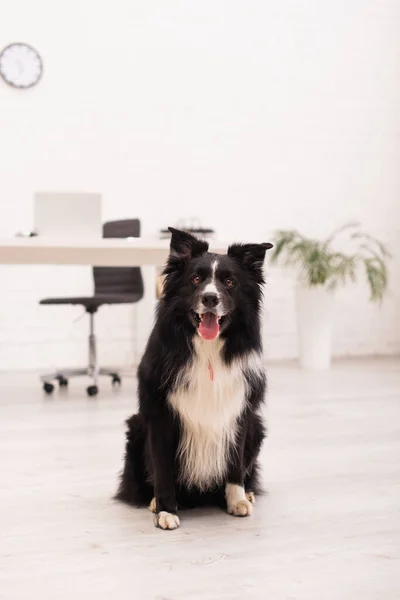 Border collie chien regardant la caméra dans la clinique vétérinaire — Photo de stock