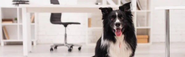 Border collie dog looking at camera in vet clinic, banner — Photo de stock