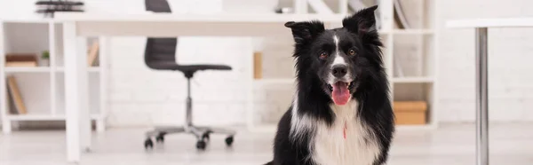 Border collie dog looking at camera in vet clinic, banner — Fotografia de Stock