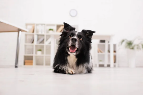 Niveau de surface de collie frontière couché sur le sol dans la clinique vétérinaire — Photo de stock