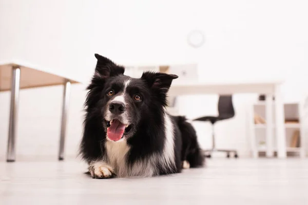 Niveau de surface de la frontière collie collant la langue sur le sol dans la clinique vétérinaire — Photo de stock