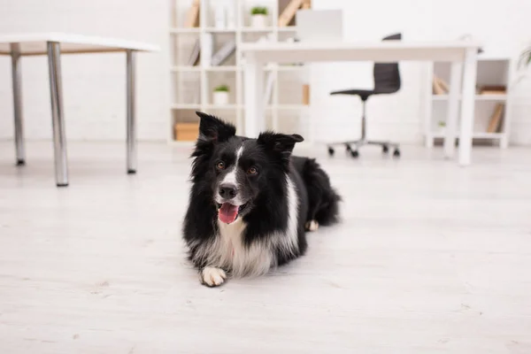 Collie di confine disteso sul pavimento in clinica veterinaria — Foto stock