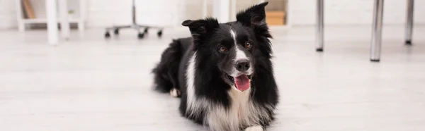 Border collie looking away while lying on floor in vet clinic, banner — Stockfoto