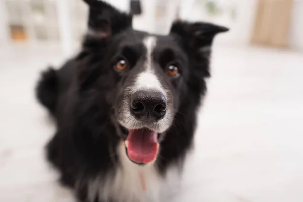 Close up view of nose of blurred border collie in clinic — Stock Photo