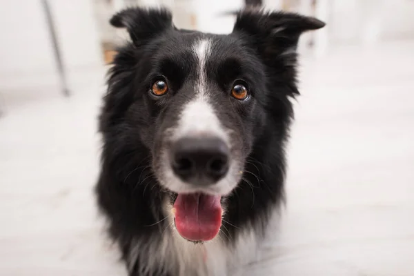 Close up view of border collie sticking out tongue in vet clinic — Photo de stock