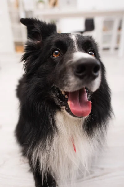 Close up view of furry border collie looking away in vet clinic — Stockfoto