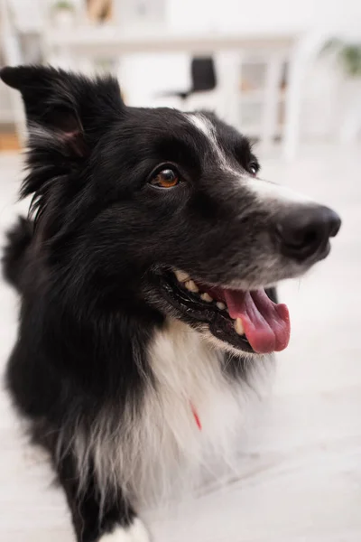 Portrait of border collie dog in vet clinic — Stockfoto