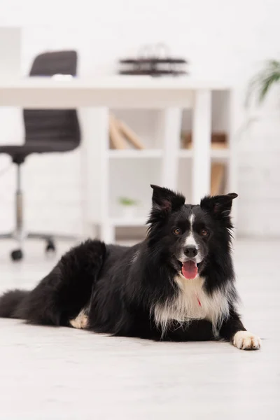 Border collie looking at camera on floor in vet clinic — Photo de stock