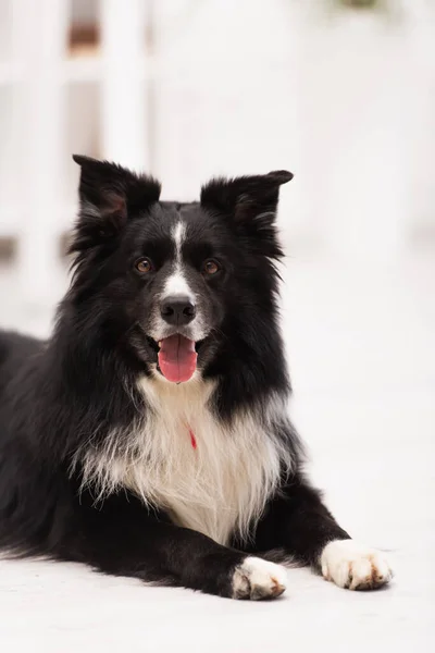 Furry border collie mirando a la cámara en el suelo en la clínica veterinaria - foto de stock