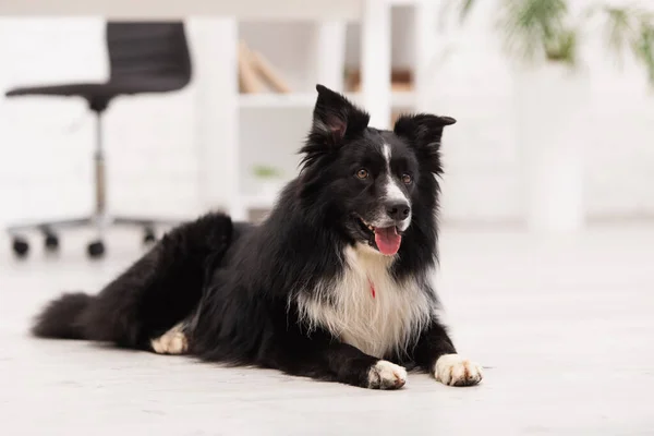 Border collie cane sdraiato sul pavimento in clinica veterinaria — Foto stock