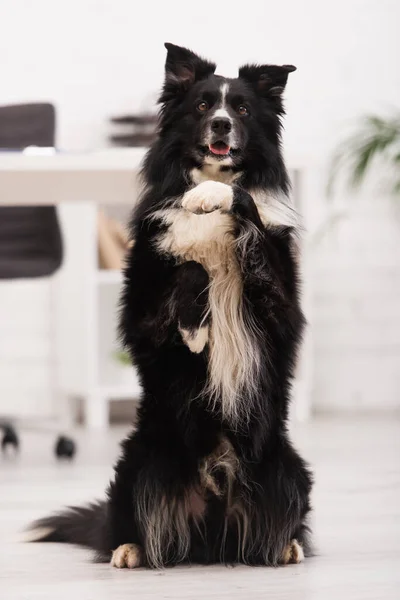 Border collie chien posant dans la clinique vétérinaire — Photo de stock