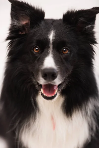 Portrait of border collie looking at camera in vet clinic — Stock Photo