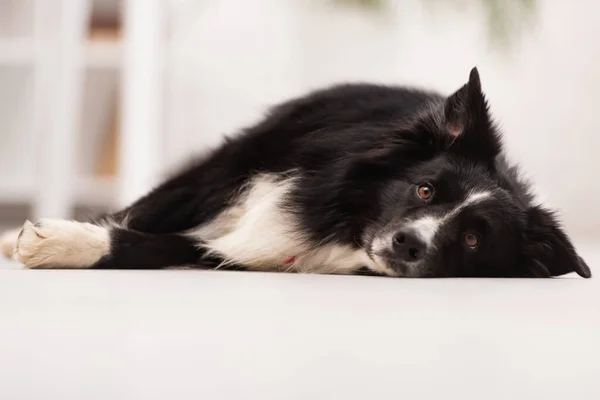 Nivel de superficie de borde collie mirando a la cámara mientras está acostado en el suelo en la clínica veterinaria - foto de stock