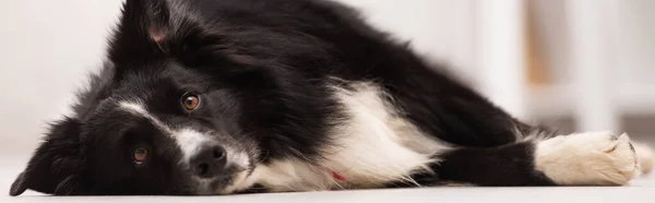 Surface level of border collie lying on floor in veterinary clinic, banner — Stock Photo