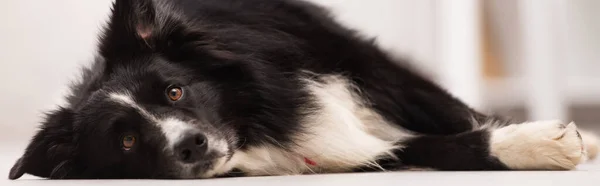 Grenzcollie liegt auf dem Boden in Tierklinik, Banner — Stockfoto