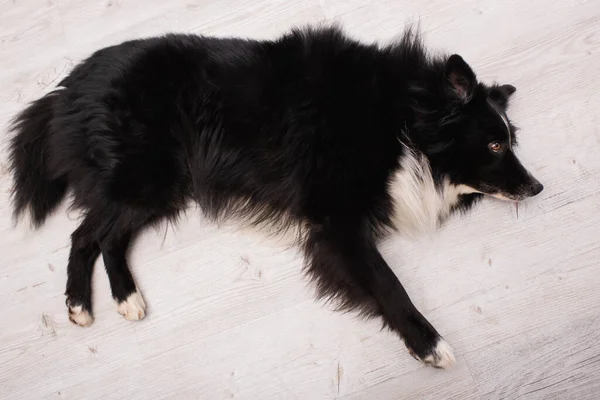Top view of border colie dog lying on floor in vet clinic — Stock Photo