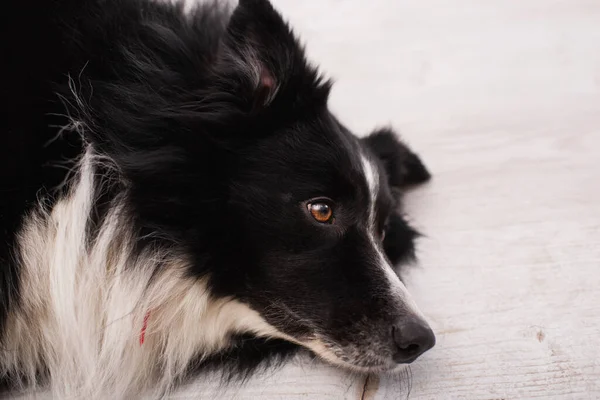 High angle view of border collie lying on blurred floor in vet clinic — Photo de stock