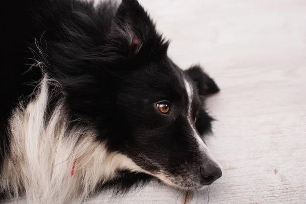 Vista de ángulo alto de borde collie acostado en el suelo borroso en la clínica veterinaria - foto de stock