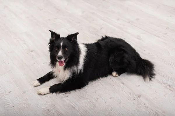 High angle view of furry border collie lying on floor in vet clinic — Stock Photo