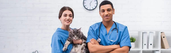 Cheerful interracial veterinarians with maine coon cat in clinic, banner — Stock Photo