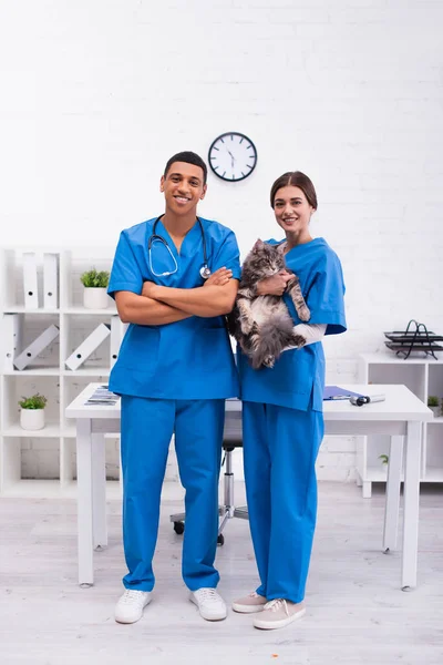 Alegre multiétnicos médicos celebración maine coon gato en veterinario clínica - foto de stock