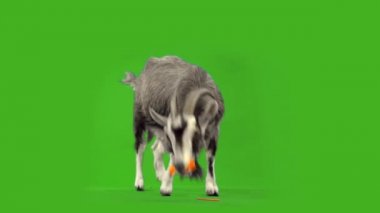 Komik keçi havuç yiyor.