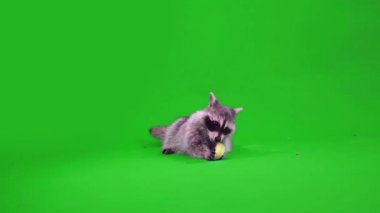 Komik rakun elma yiyor.