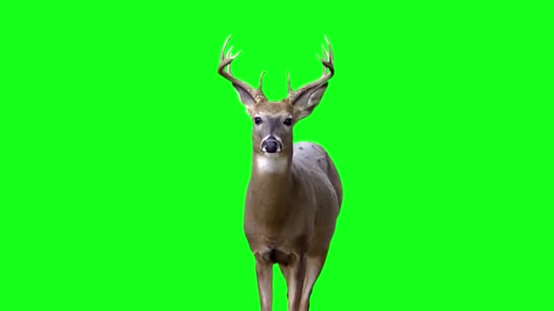 Beautiful Deer Looking — Stock Video