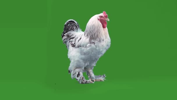 Motley Handsome Rooster Walks — Stock Video