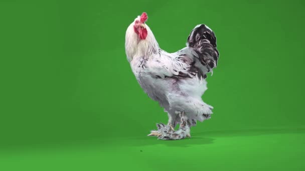 重要的英俊公鸡散步 图库视频片段