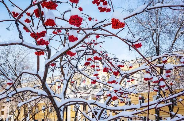 Bunches Mountain Ash Snow Covered Branches Picture Taken Russia City — Stock Fotó
