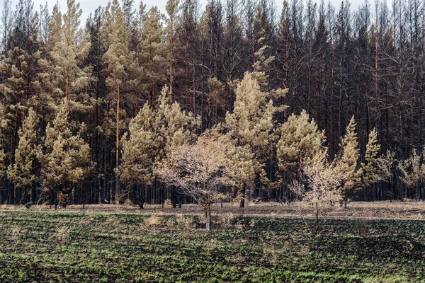 Zoraný Okraj Spáleného Lesa Orenbursko Rusko — Stock fotografie