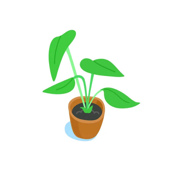 Ilustração de planta coberta em vaso. Planta de casa folhosa em um pote. Ilustração vetorial plana isolada sobre branco. —  Vetores de Stock