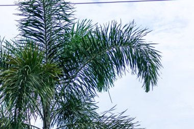 Açık ve parlak yaz mevsiminde tropikal yeşil palmiye ağacı üzerine gerilmiş bir elektrik kablosuyla mavi gökyüzü arka planı.