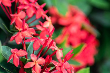 Bulanık ve yumuşak odaklı arka planı olan bir sürü güzel kırmızı ixora çiçeği.