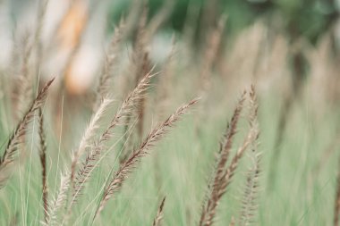 Şehir parkında süslenmiş güzel ve estetik yabani otların yakın çekim görüntüsü bulanık ve yumuşak odak doğa arka planıyla