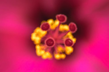 Sarı polenin makro görüntüsü ve güzel kırmızı tropikal amber çiçeğinden bulanık ve yumuşak odaklı doğa arka planına sahip kazık.