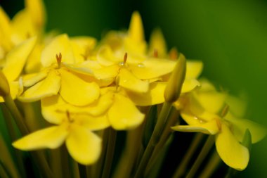 Bulanık ve yumuşak odaklı arka planı olan bir sürü güzel sarı ixora çiçeği.