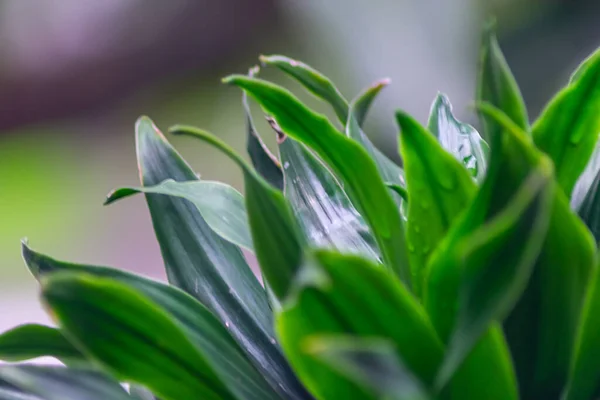 Yakın Plan Yeşil Dikenli Yapraklar Bulanık Yumuşak Odaklı Arka Plan — Stok fotoğraf