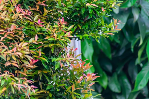 美しい住宅街の花の装飾植物の緑と赤の葉 — ストック写真