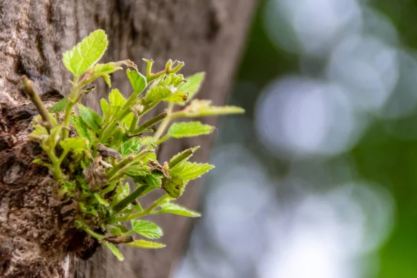 Novo Broto Folhas Verdes Crescendo Madeira Marrom Árvore Com Fundo — Fotografia de Stock