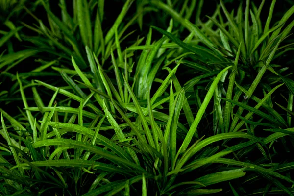 Espinho Verde Tropical Bonito Deixa Planta Com Fundo Escuro Adequado — Fotografia de Stock