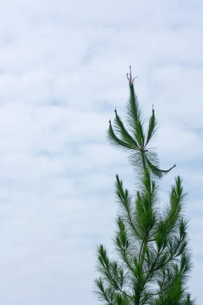 自然の背景や壁紙に適した澄んだ朝と明るい青空の下で美しい緑の松の木のスタンド — ストック写真