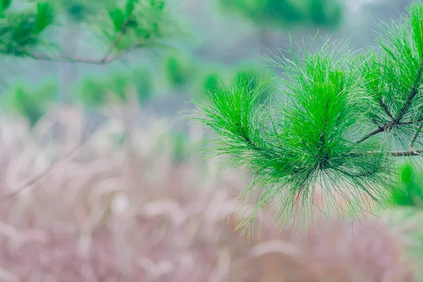 近くに小さな松の木があり 柔らかい焦点が赤い野生の草の背景があります 自然と景観の壁紙に適しています — ストック写真